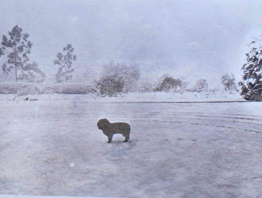 Snow at Saumarez - a pet dog in the garden
