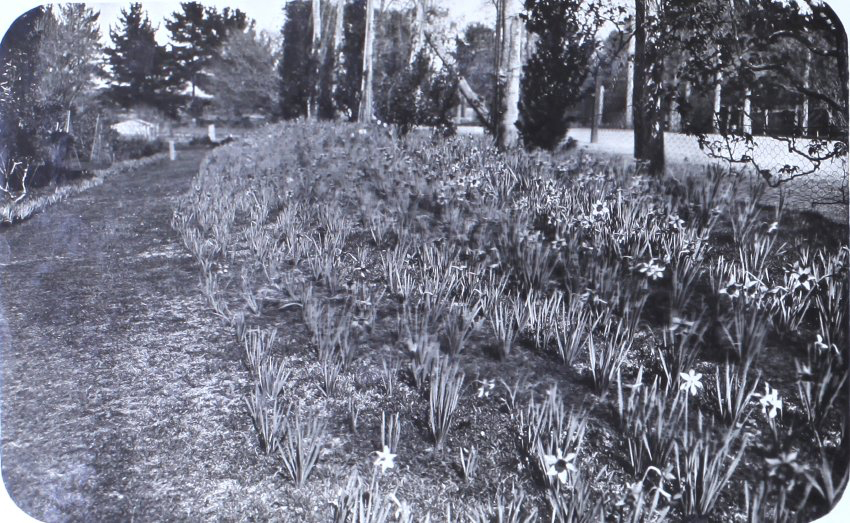 Gardens at Saumarez Homestead