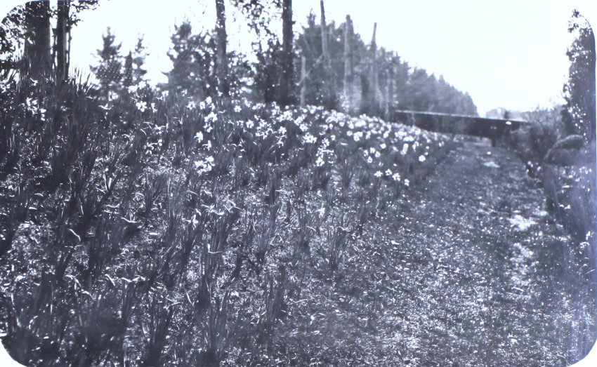Gardens at Saumarez Homestead