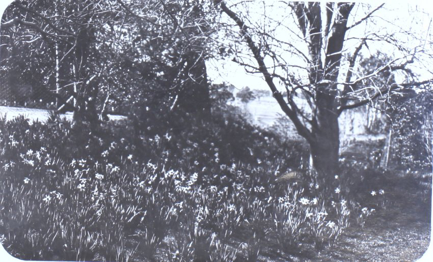 Gardens at Saumarez Homestead