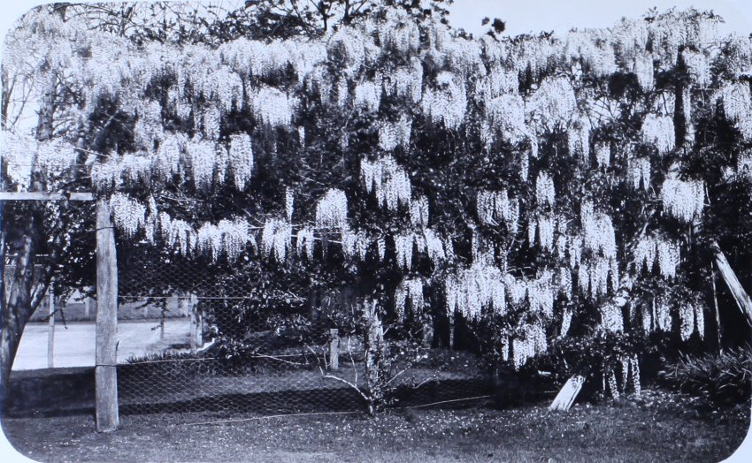 Gardens at Saumarez Homestead