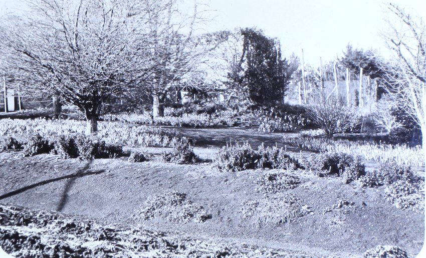 Gardens at Saumarez Homestead