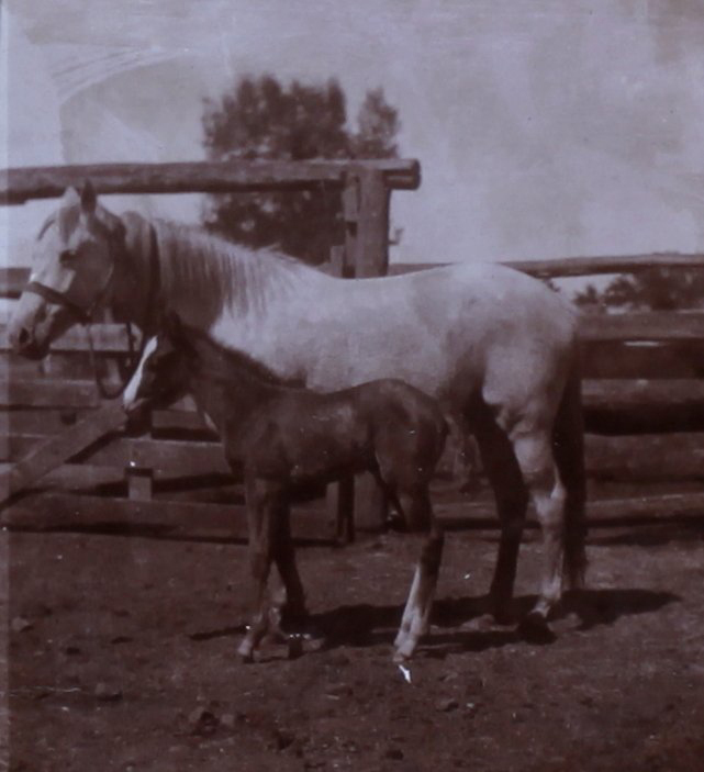 Miss Norton and foal