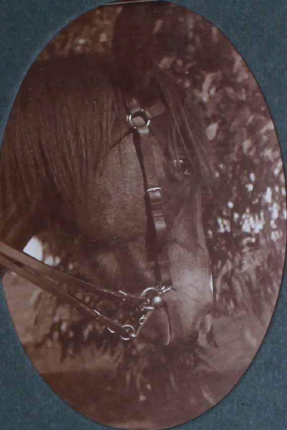 Close-up of a horses head