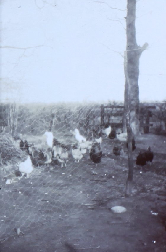 Chickens in a coop at Cuddington Vicarage