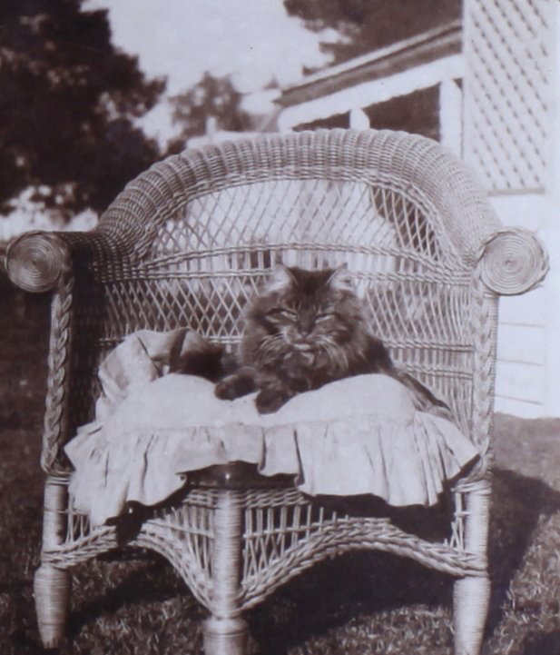 Cat sitting on a chair