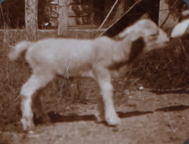 Pet lamb being bottle fed