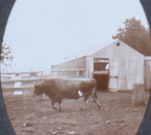 Bull in front of a building