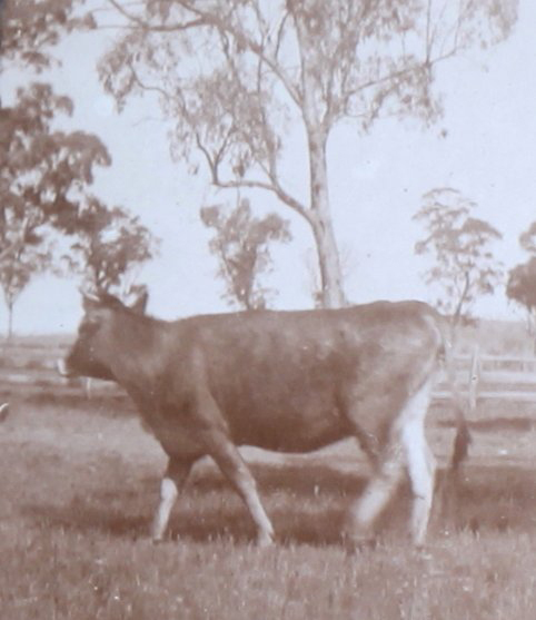 Cow in a paddock