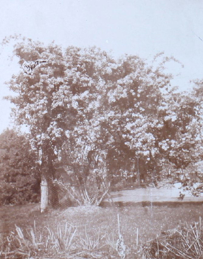 Fortiures [?] yellow on tennis court