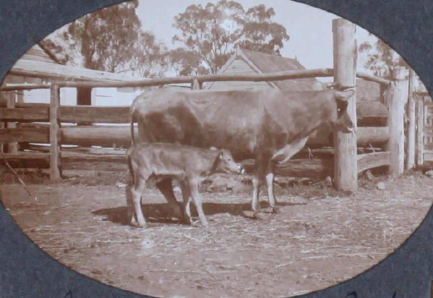Cow and calf at [?] Park