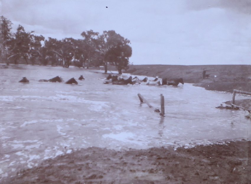Horses crossing flooded creek at Bundemar