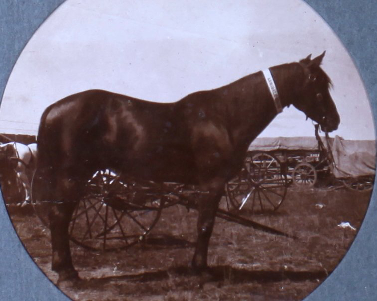 Horse with an Armidale Show ribbon on its neck