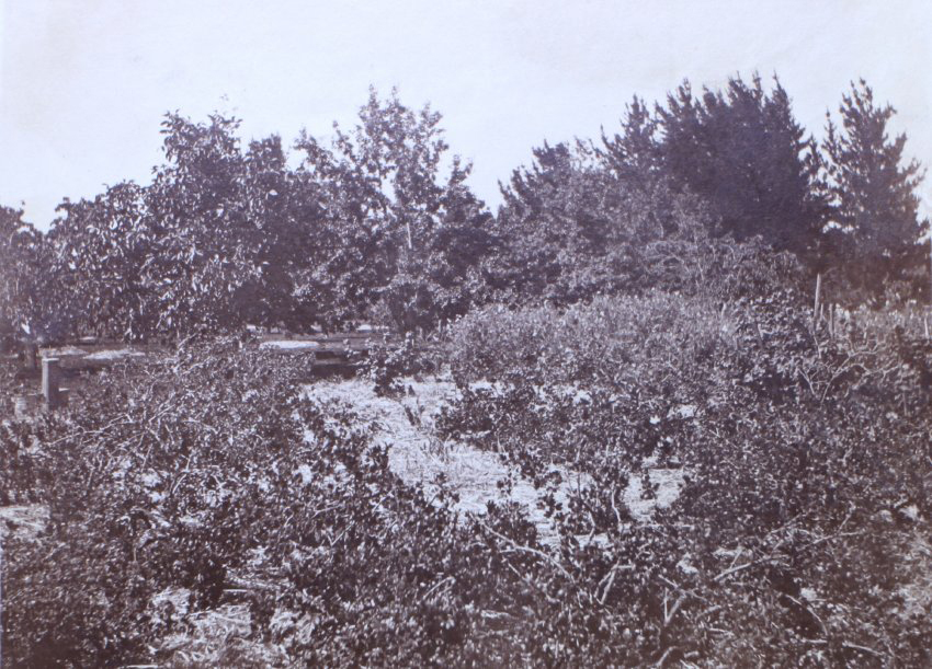 The orchard