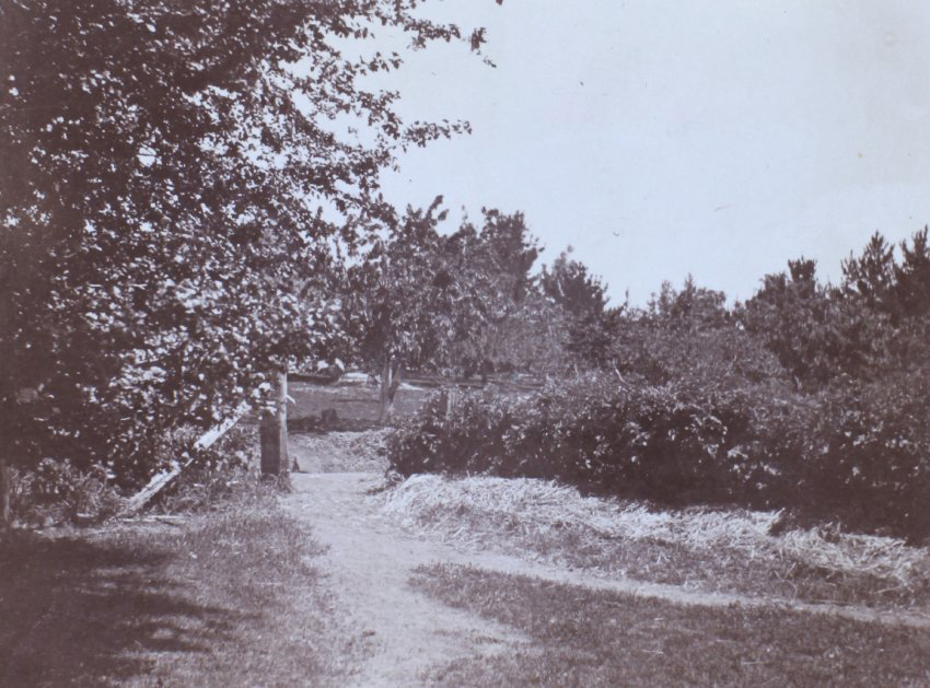 The orchard
