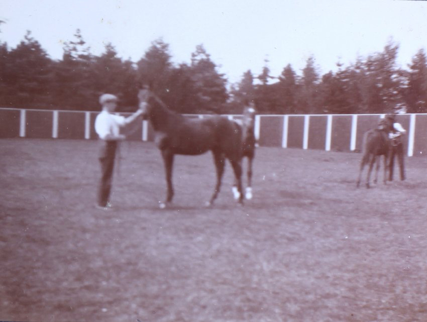Sandringham horses, Norfolk, England