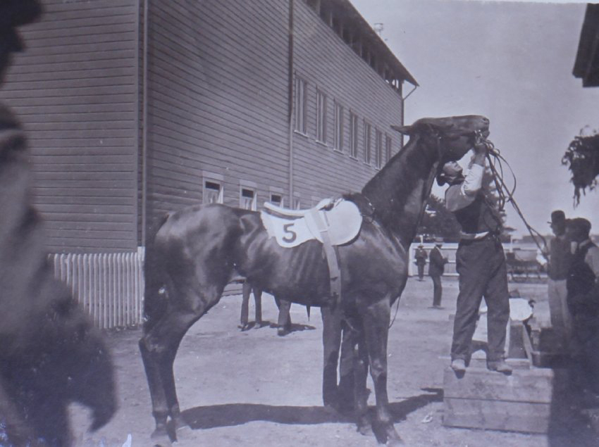 Racehorse tended by a groom
