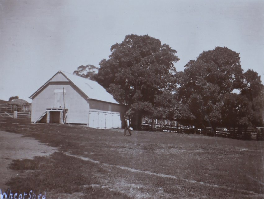 Wheat shed