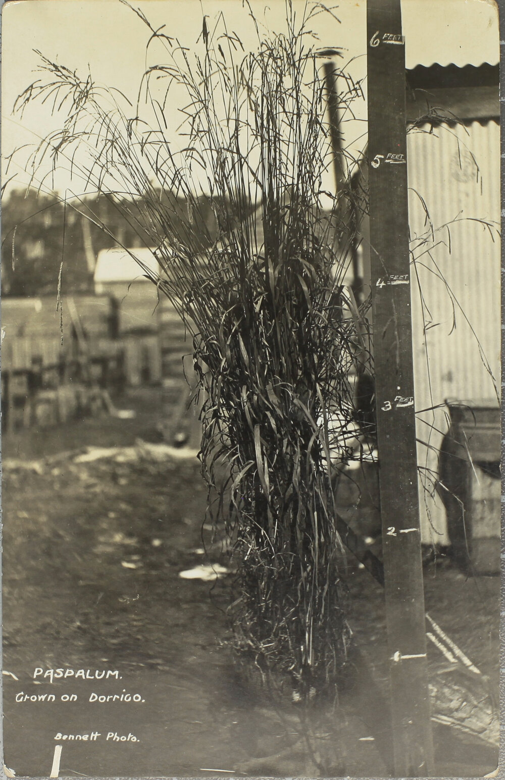 Paspalum grown on Dorrigo