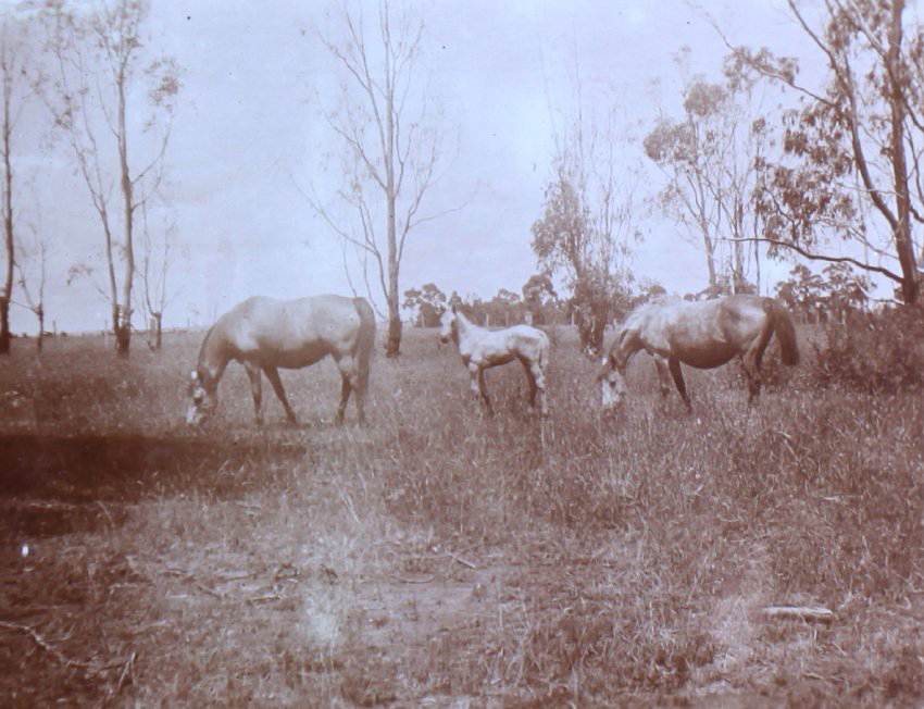 Two horses and a foal