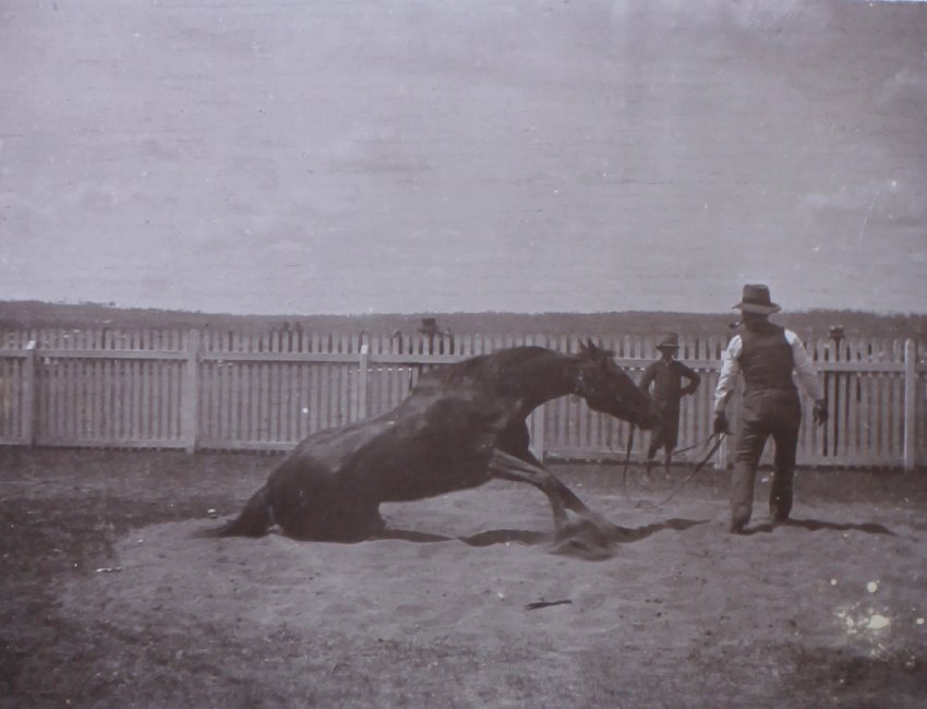 Horse rolling in sand