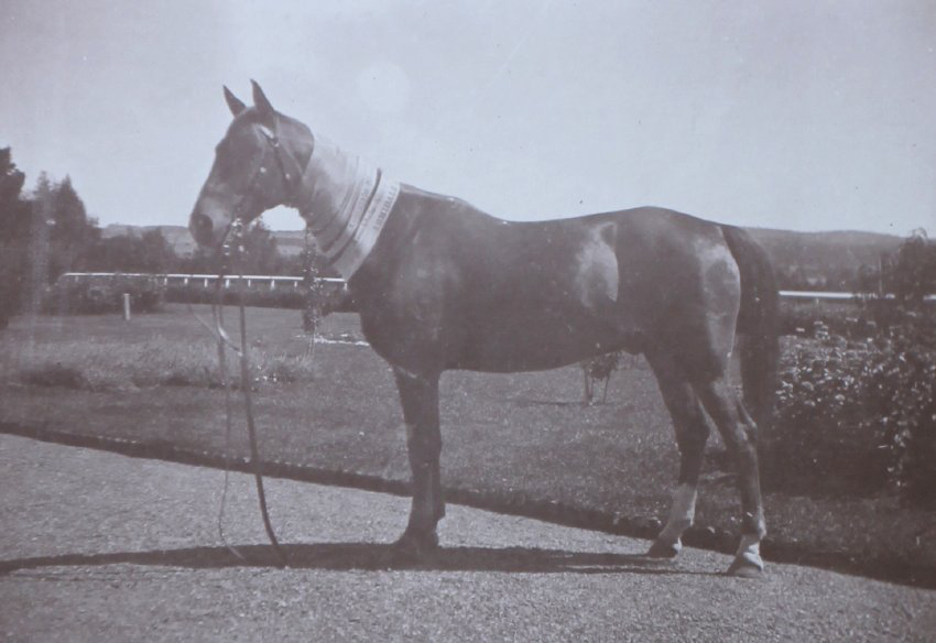 Horse with Armidale Show ribbons about its neck
