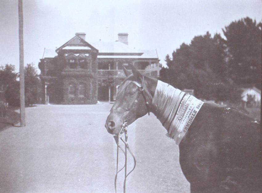 Horse with Armidale Show ribbons about its neck