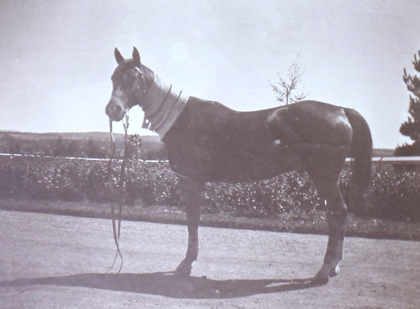 Horse with Armidale Show ribbons about its neck