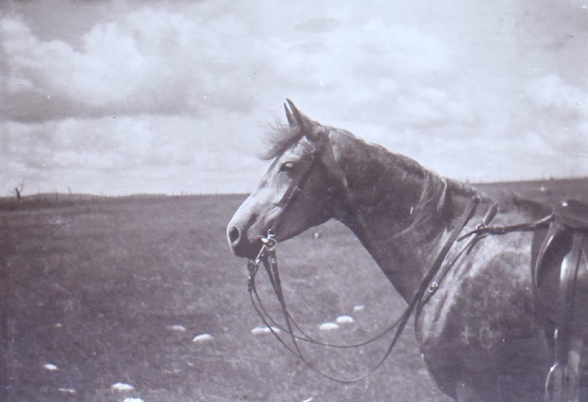 Saddled horse in the paddock