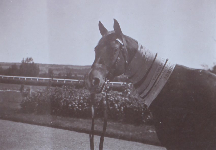 Horse with Armidale Show ribbons about its neck