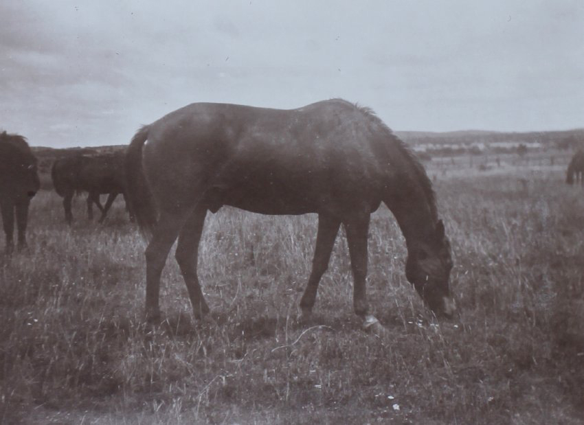 Horses in a paddock