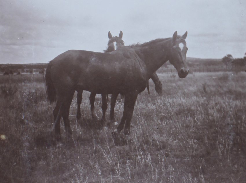 Horses in a paddock