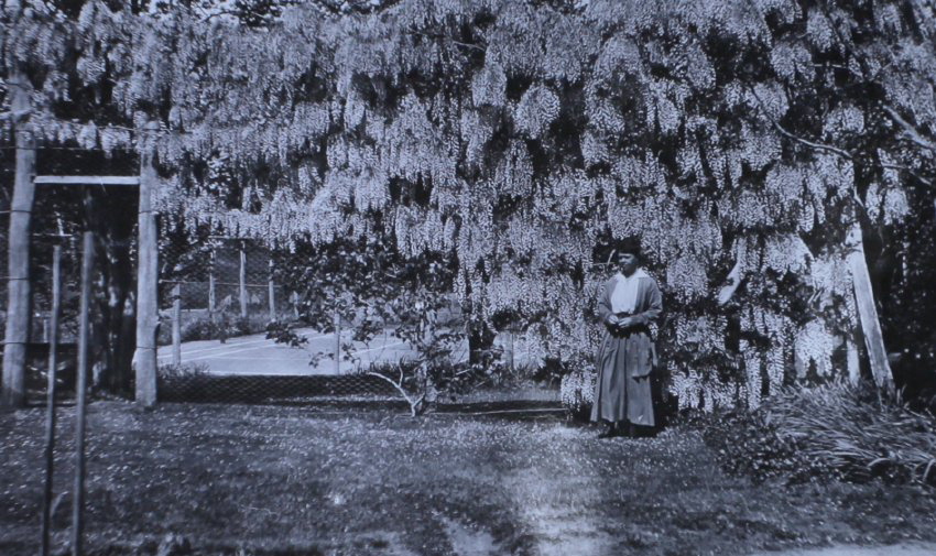 Unidentified woman standing under the wisteria
