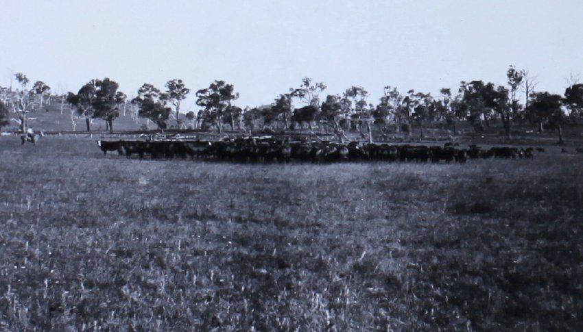 Mob of cattle being mustered