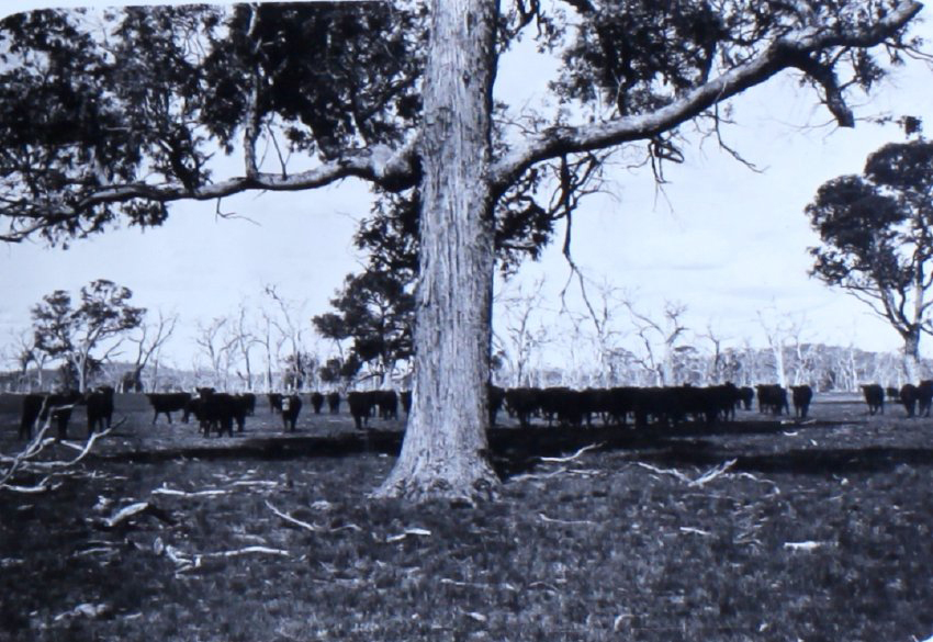 Mob of cattle being mustered