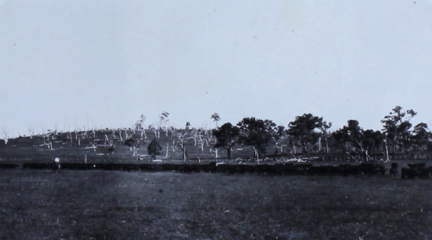 Mob of cattle being mustered