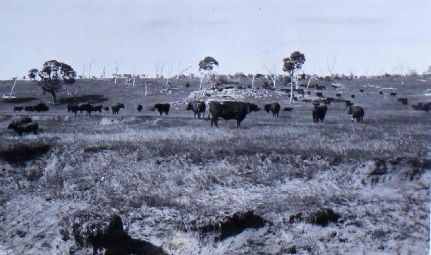 Mob of cattle in the paddock