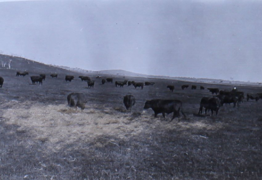 Mob of cattle being fed hay/chalf