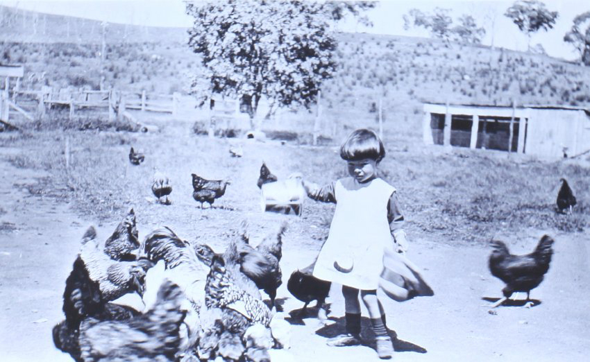 Unidentified girl feeding the chickens