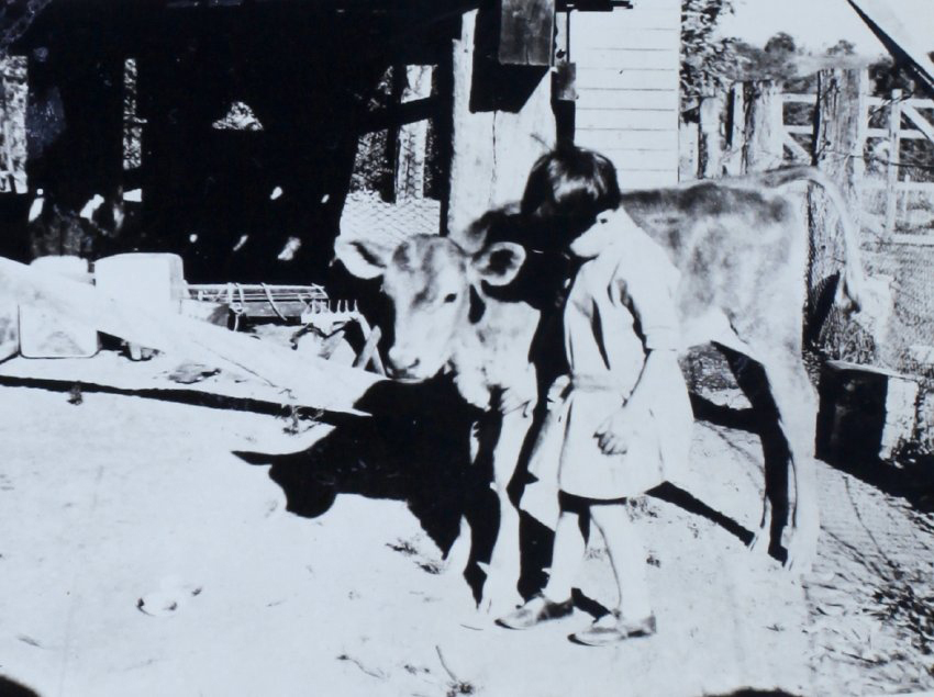 Unidentified child with calf