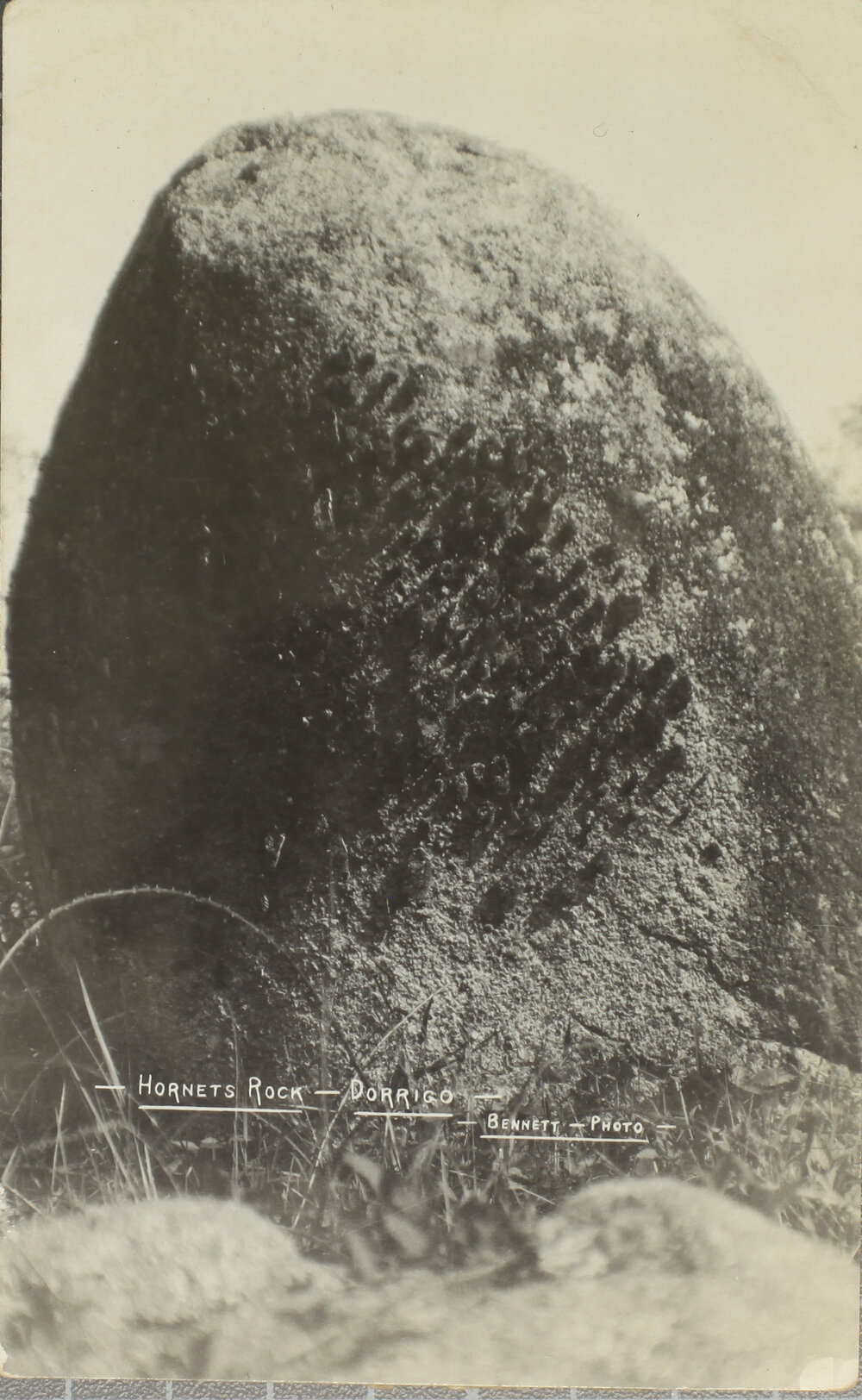 Hornet's Nest, Dorrigo