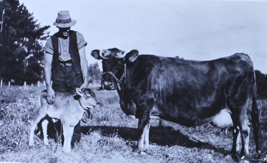 Unidentified man with cow and calf
