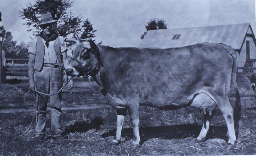 Unidentified man with cow