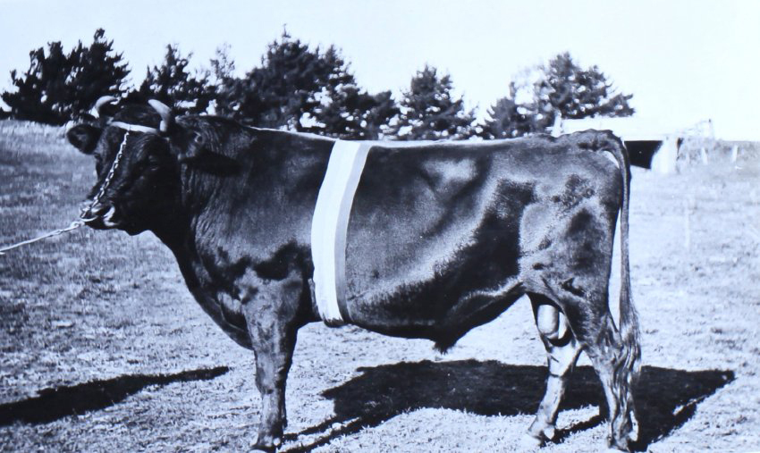 Cow with prize ribbon around the girth