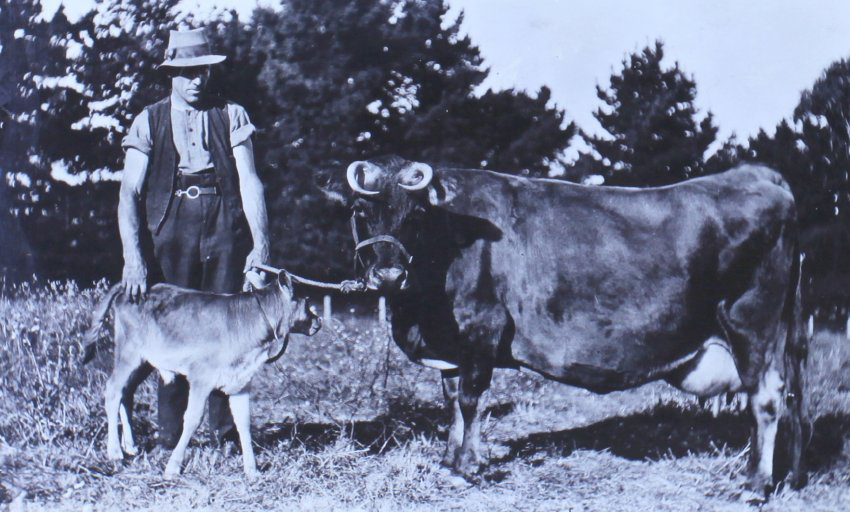 Unidentified man with cow and calf