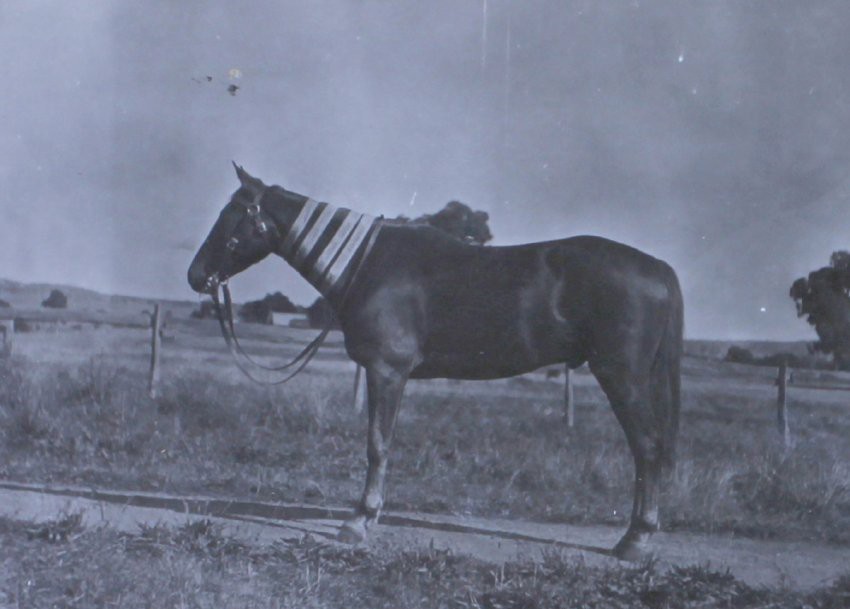 Horse with show ribbons around neck