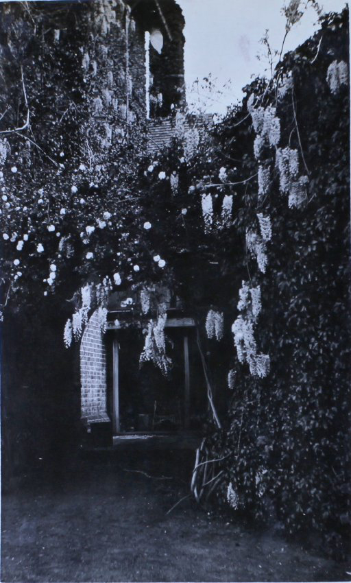 Wisteria growing up the side of a house