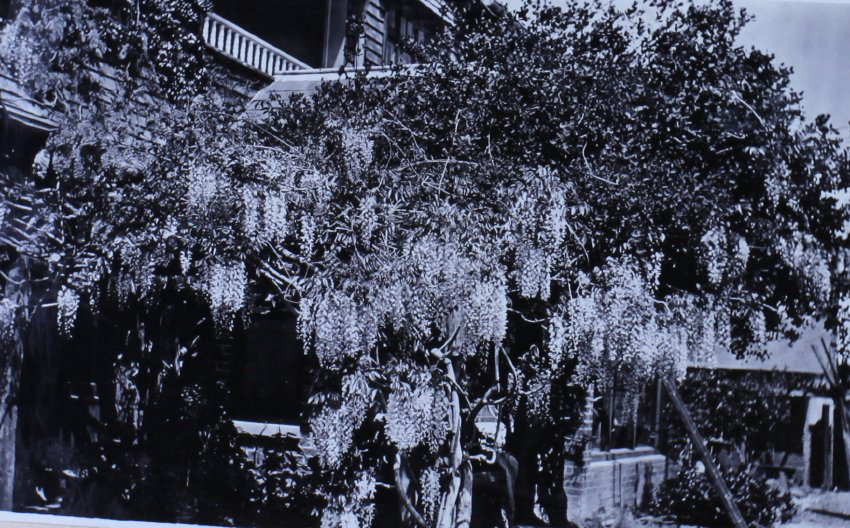 Wisteria growing up the side of a house