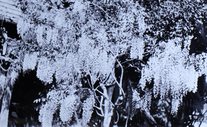 Wisteria growing up the side of a house