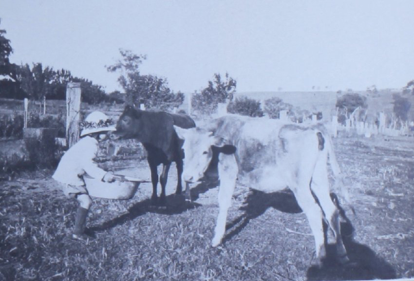 Young girl with poddy calves